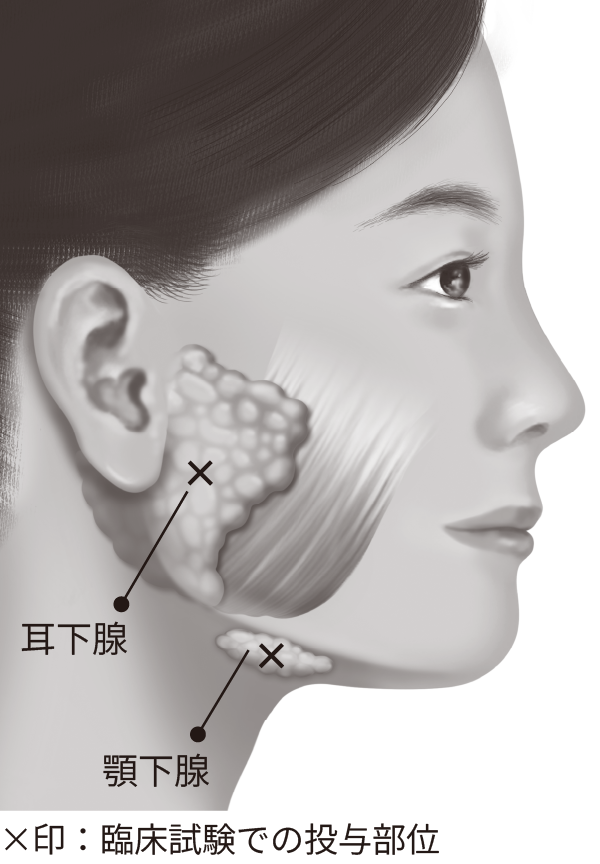 慢性流涎の投与対象唾液腺
