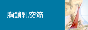 胸鎖乳突筋