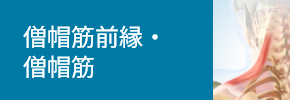 僧帽筋前縁・僧帽筋