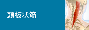 頭板状筋