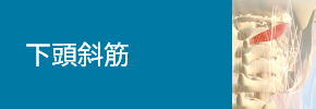 下頭斜筋