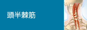 頭半棘筋