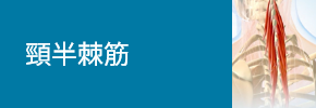頸半棘筋