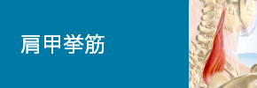 肩甲挙筋