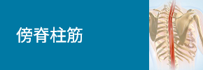 傍脊柱筋